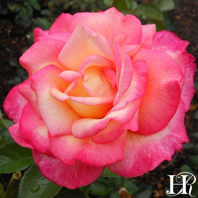 Rose 'Sheila's Perfume'
