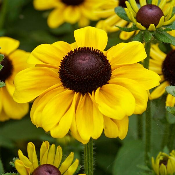 RUDBECKIA TOTO BLACK EYED SUSAN
