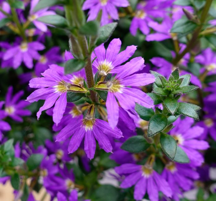 SCAEVOLA SURDIVA BLUE