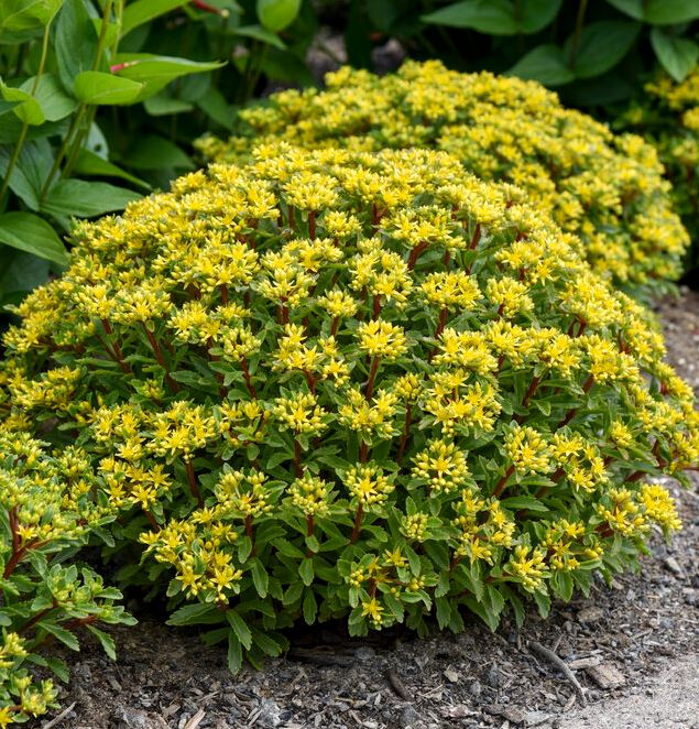 SEDUM ROCK 'N ROUND™ 'BRIGHT IDEA'PW