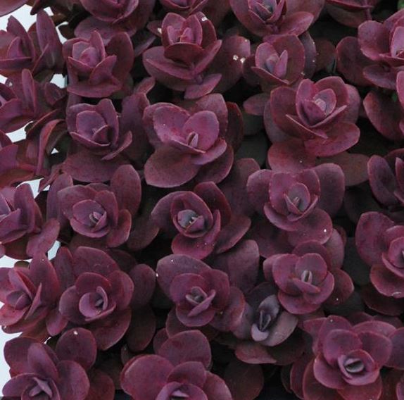 Sedum Sunsparkler® 'Cherry Tart'