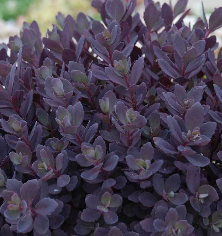 Sedum Sunsparkler® 'Plum Dazzled'