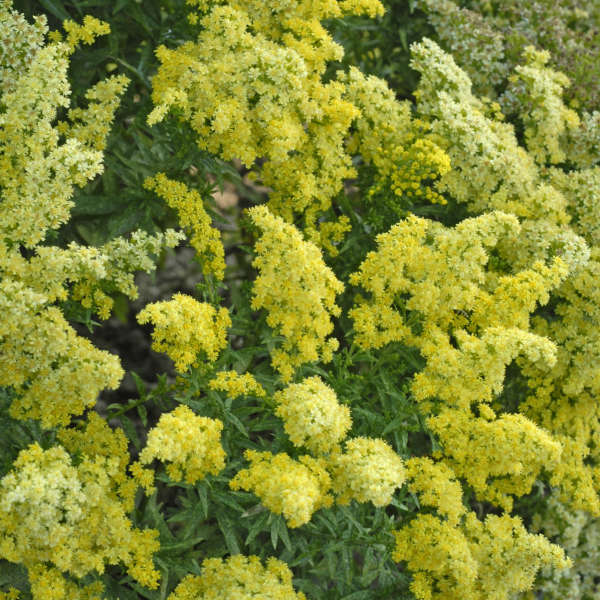 Solidago 'Dansolitlem' Little Lemon