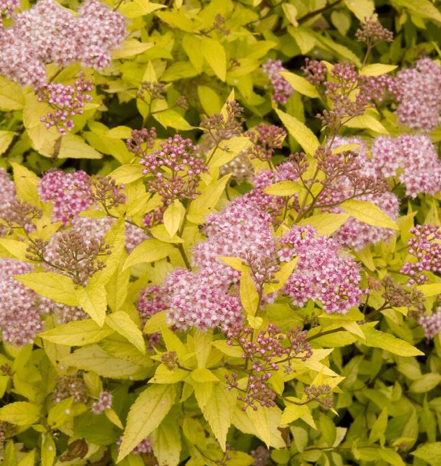 Spirea 'Magic Carpet'