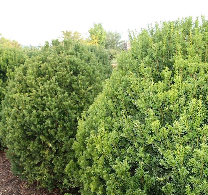Taxus x media 'Hicksii'
