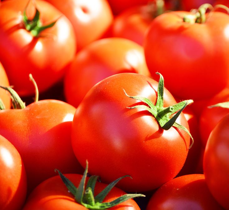 TOMATO CELEBRITY - 4" POT