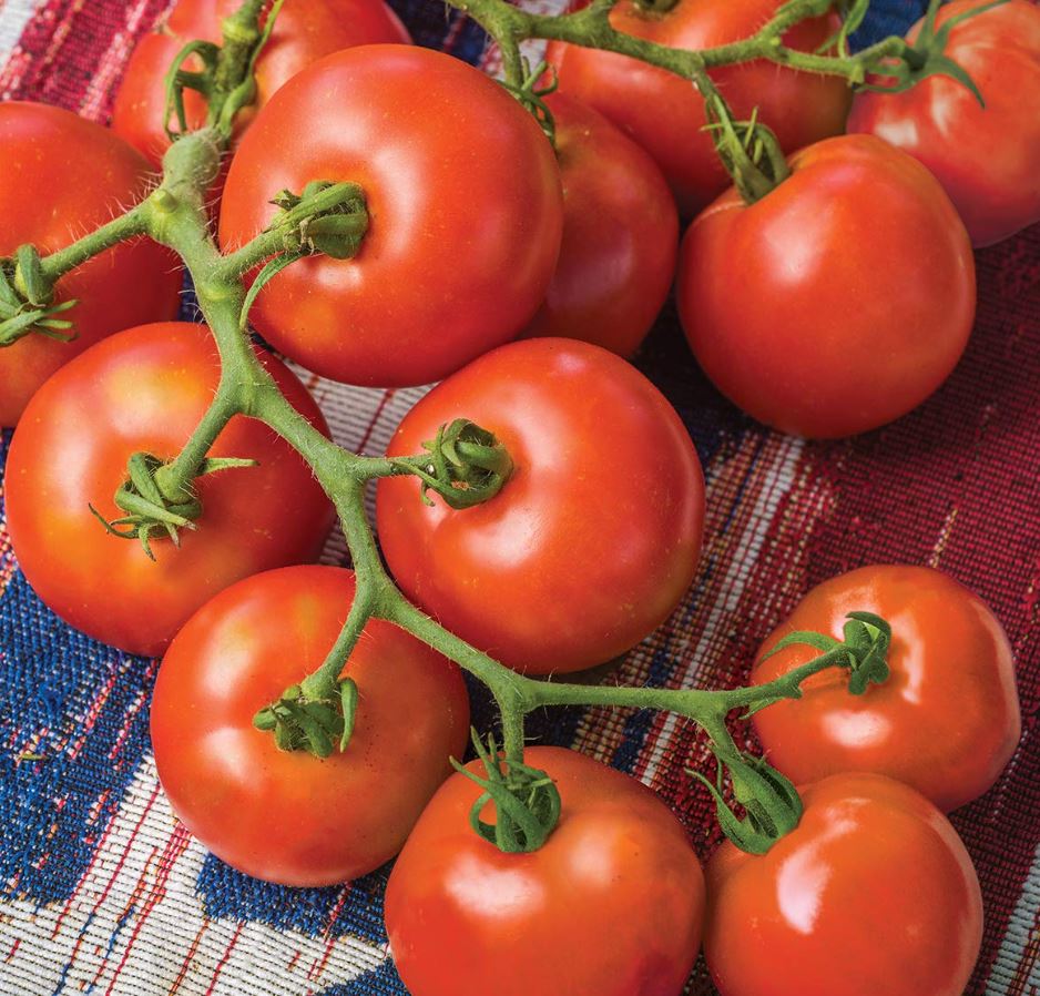 TOMATO FOURTH OF JULY - 8" POT