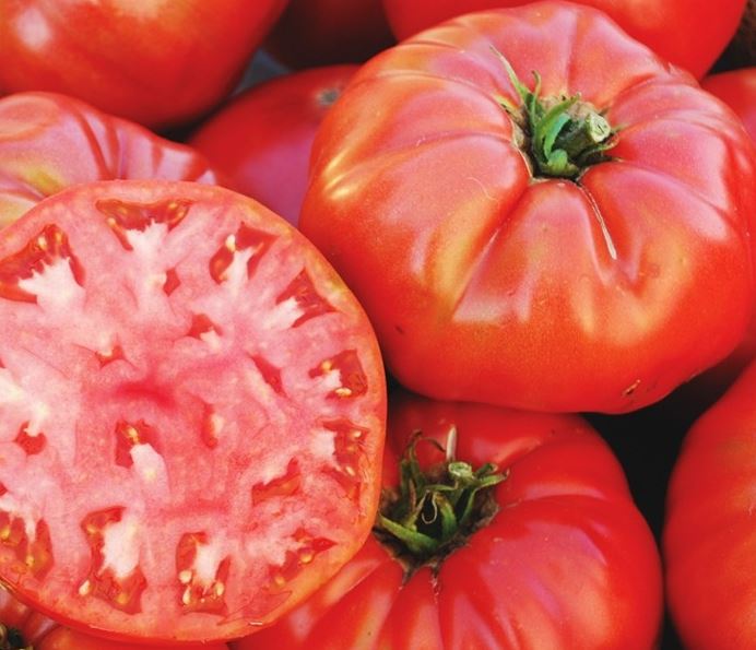 TOMATO GERMAN JOHNSON - 4'' POT