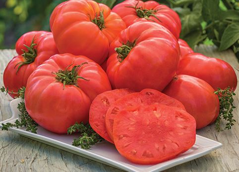 TOMATO ITALIAN GIANT BEEFSTEAK - 4'' POT