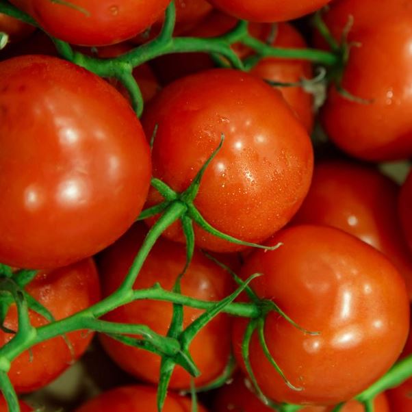 TOMATO JET STAR - FLAT OF 32 PLANTS