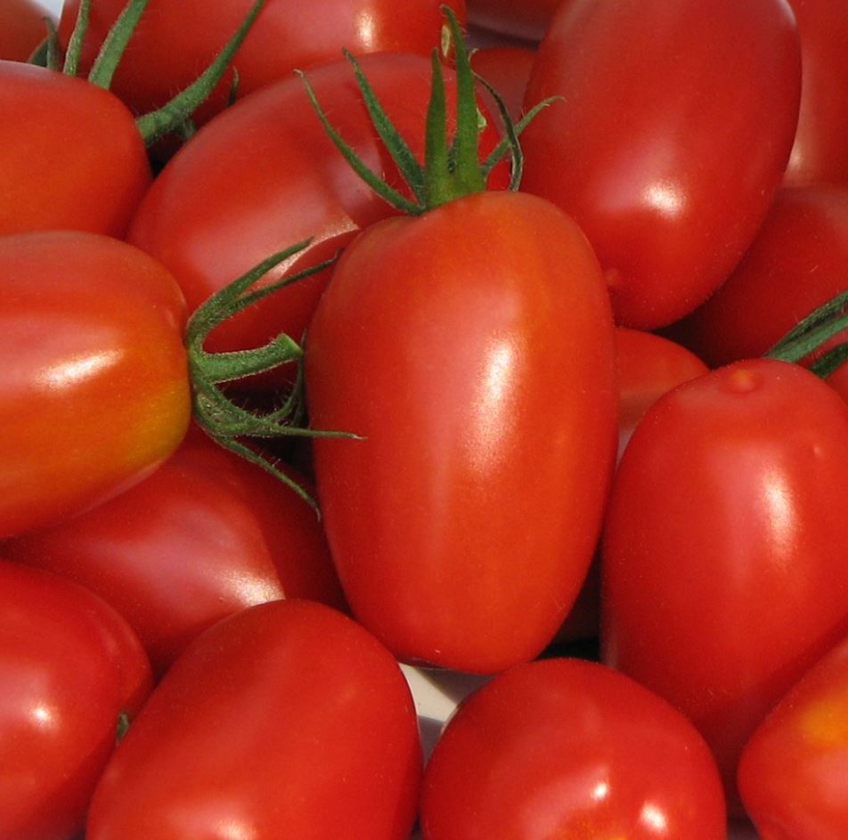 TOMATO JULIET - 8" POT