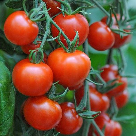 TOMATO MOUNTAIN MAGIC - 2 GALLON WITH CAGE