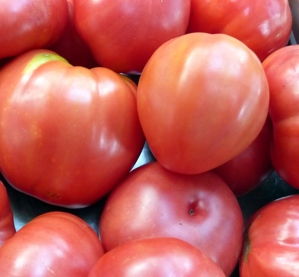 TOMATO OXHEART - 4'' POT