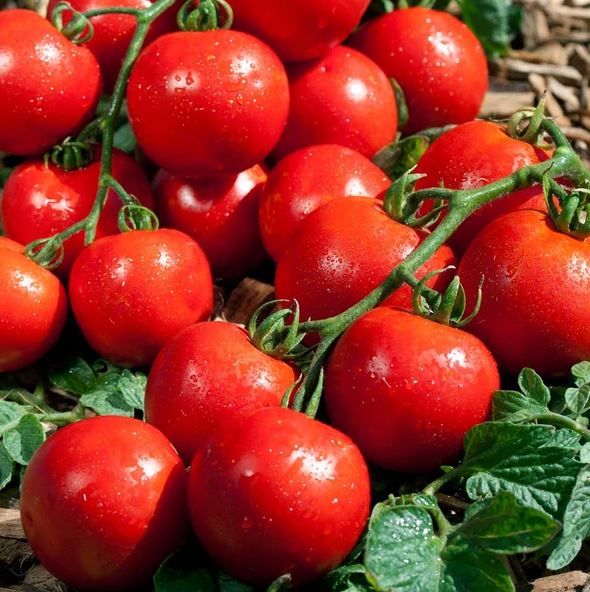 TOMATO PREMIO (SW EET CLUSTER) - 4'' POT