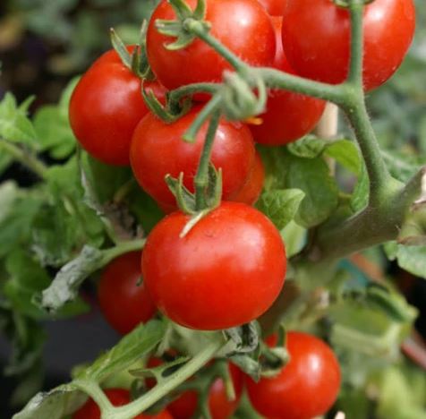 TOMATO RED CHERRY LARGE - FLAT OF 32 PLANTS
