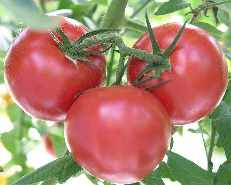 TOMATO SUPERSONIC - FLAT OF 32 PLANTS