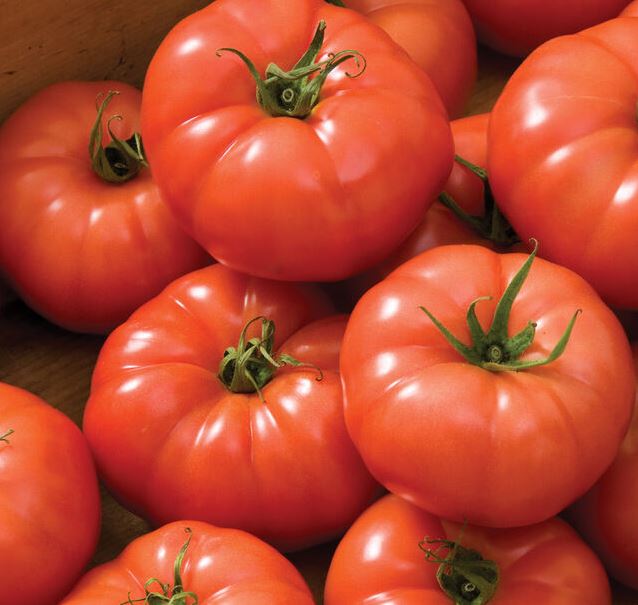 TOMATO SUPERSTEAK - FLAT OF 32 PLANTS