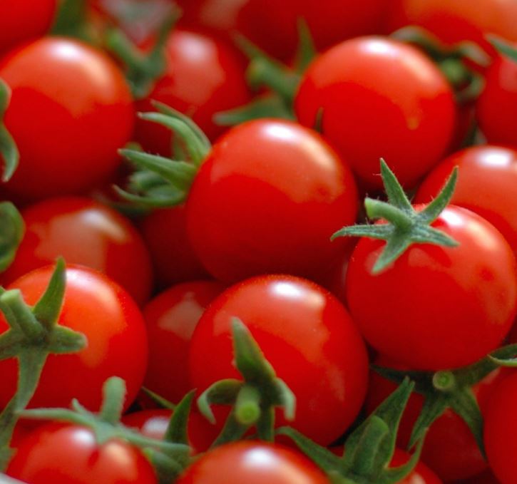 TOMATO SWEET BABY GIRL - 4" POT