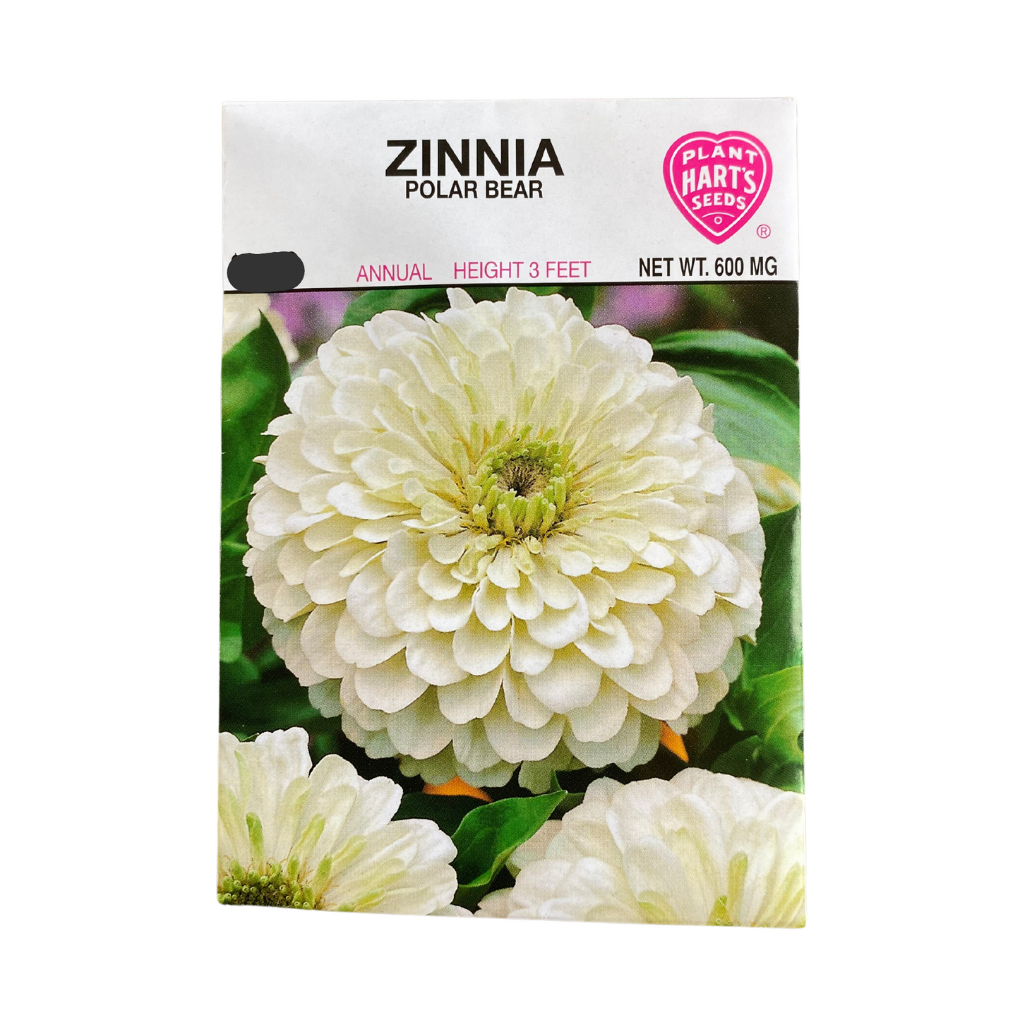 Zinnia Polar Bear