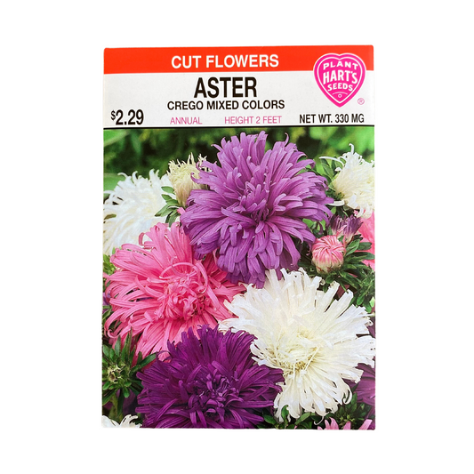 Aster Crego