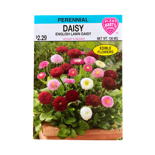 Daisy English Lawn