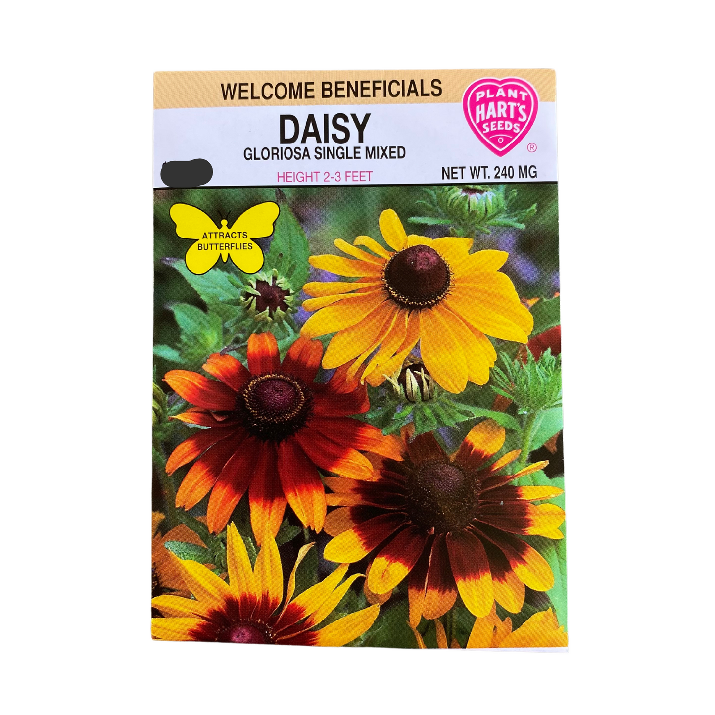 Daisy Gloriosa Single Mix