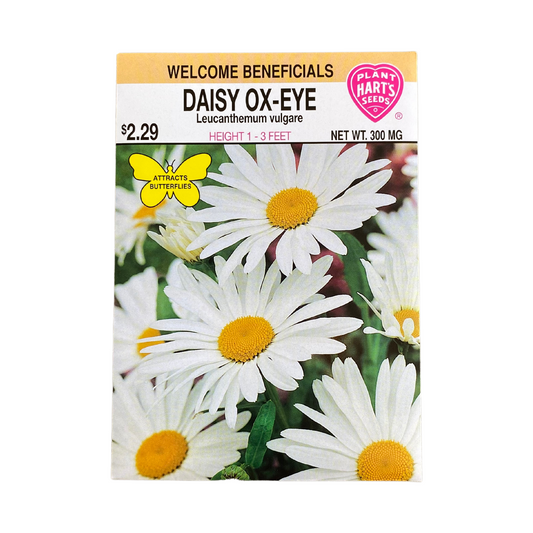 Daisy Ox-Eye