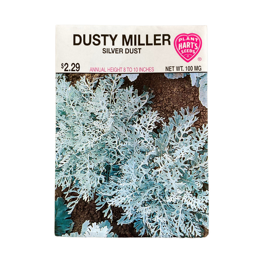 Dusty Miller Silver Dust