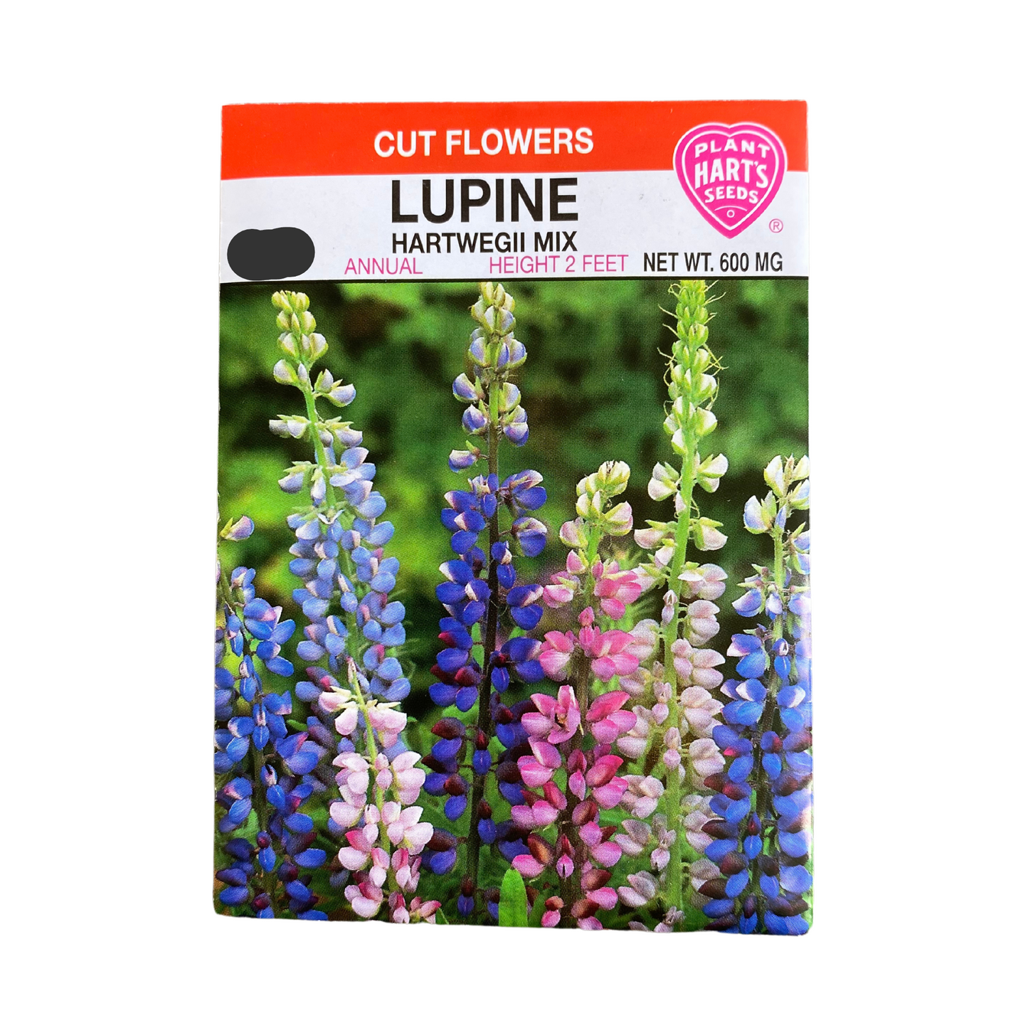 Lupine Hartwegii