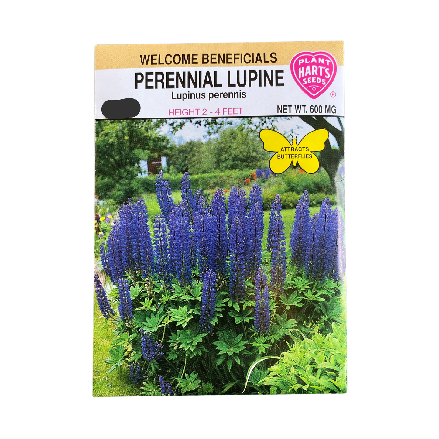 Lupine Perennial