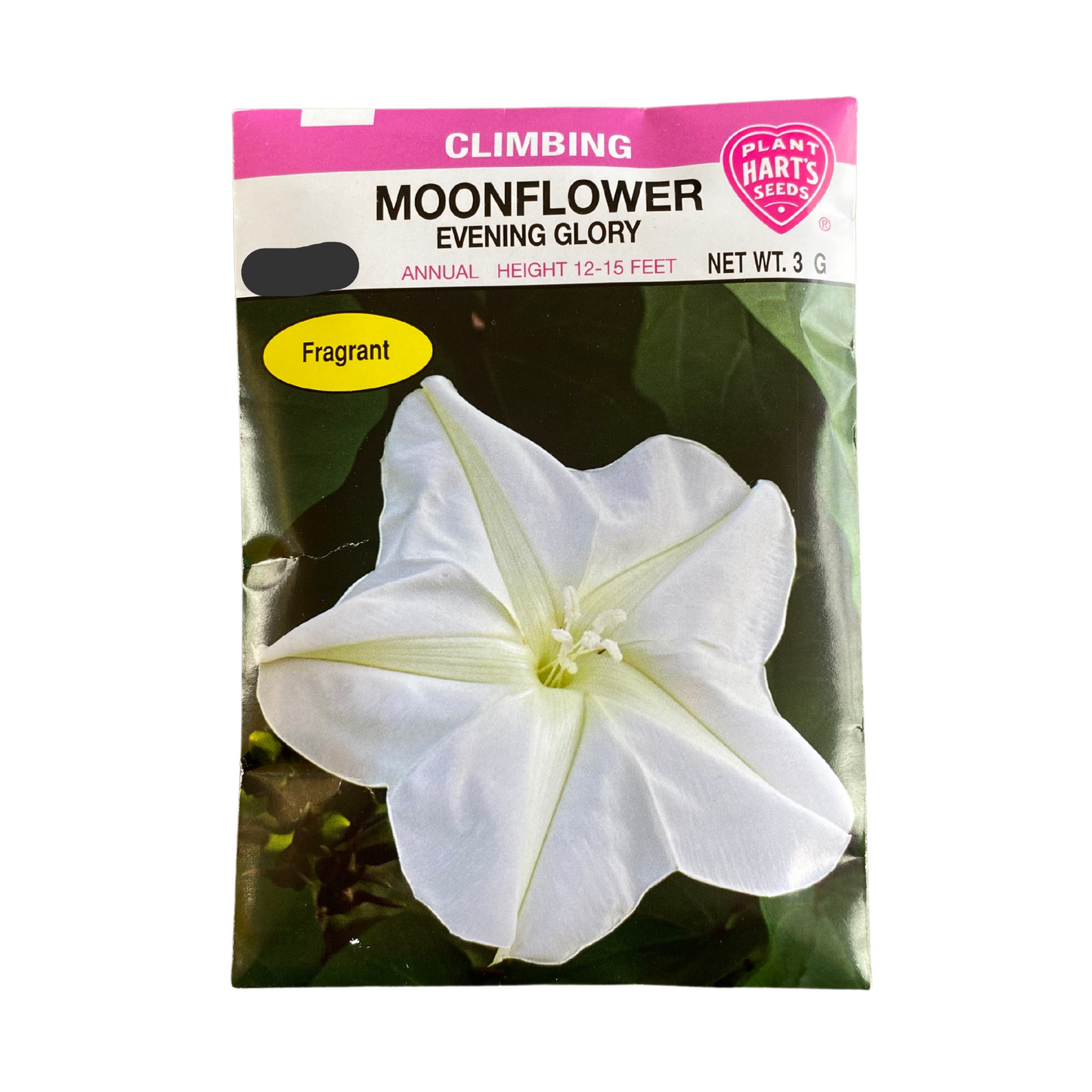 Moonflower Evening Glory