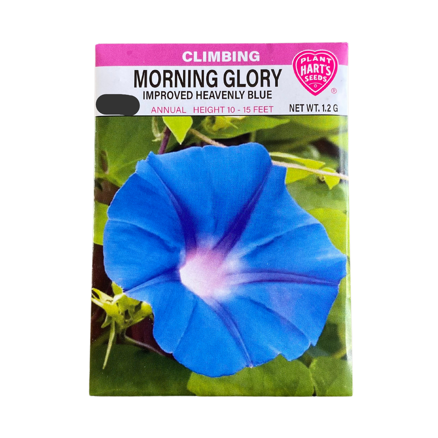Morning Glory Heavenly Blue