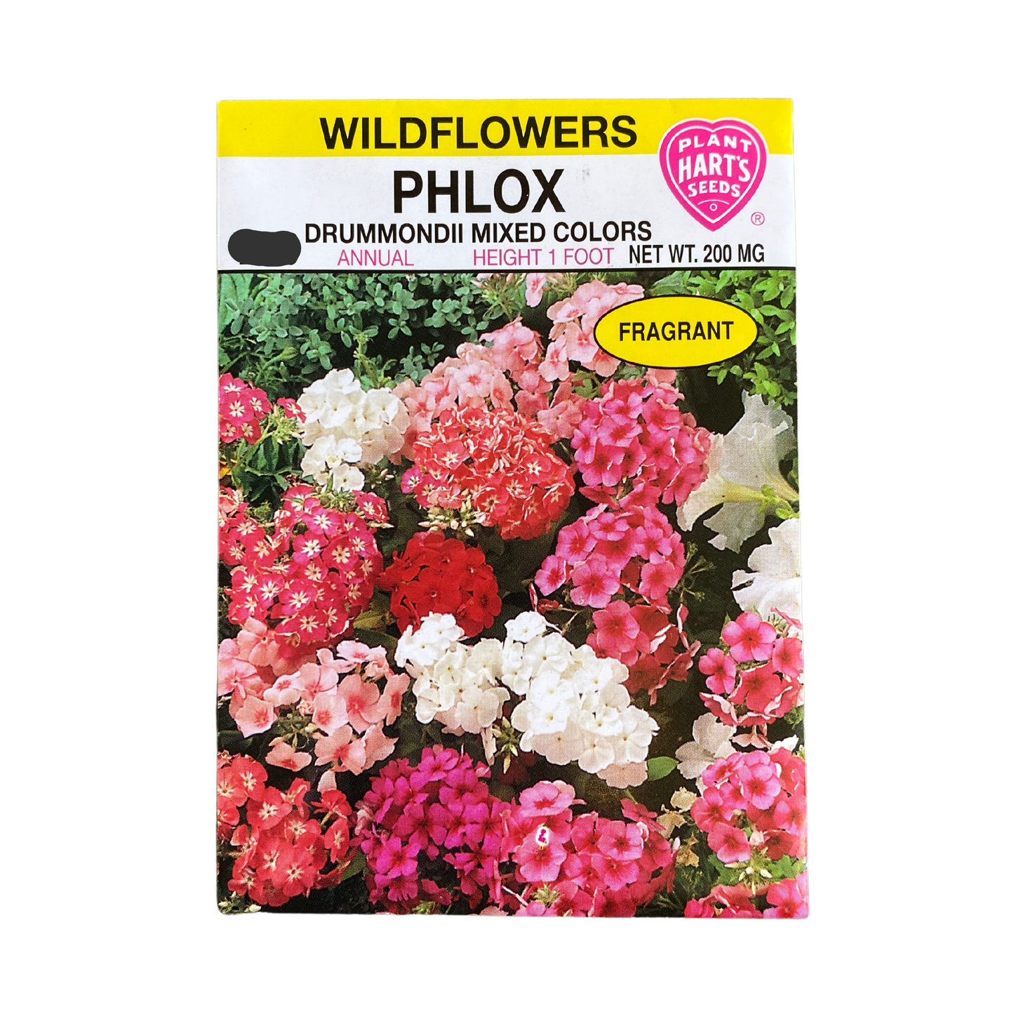 Phlox Drummondi