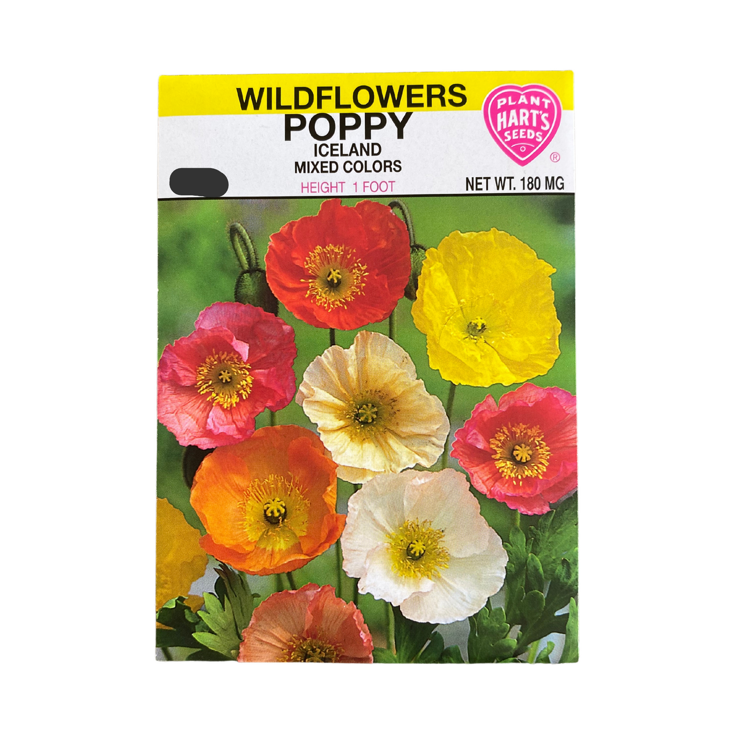 Poppy Iceland