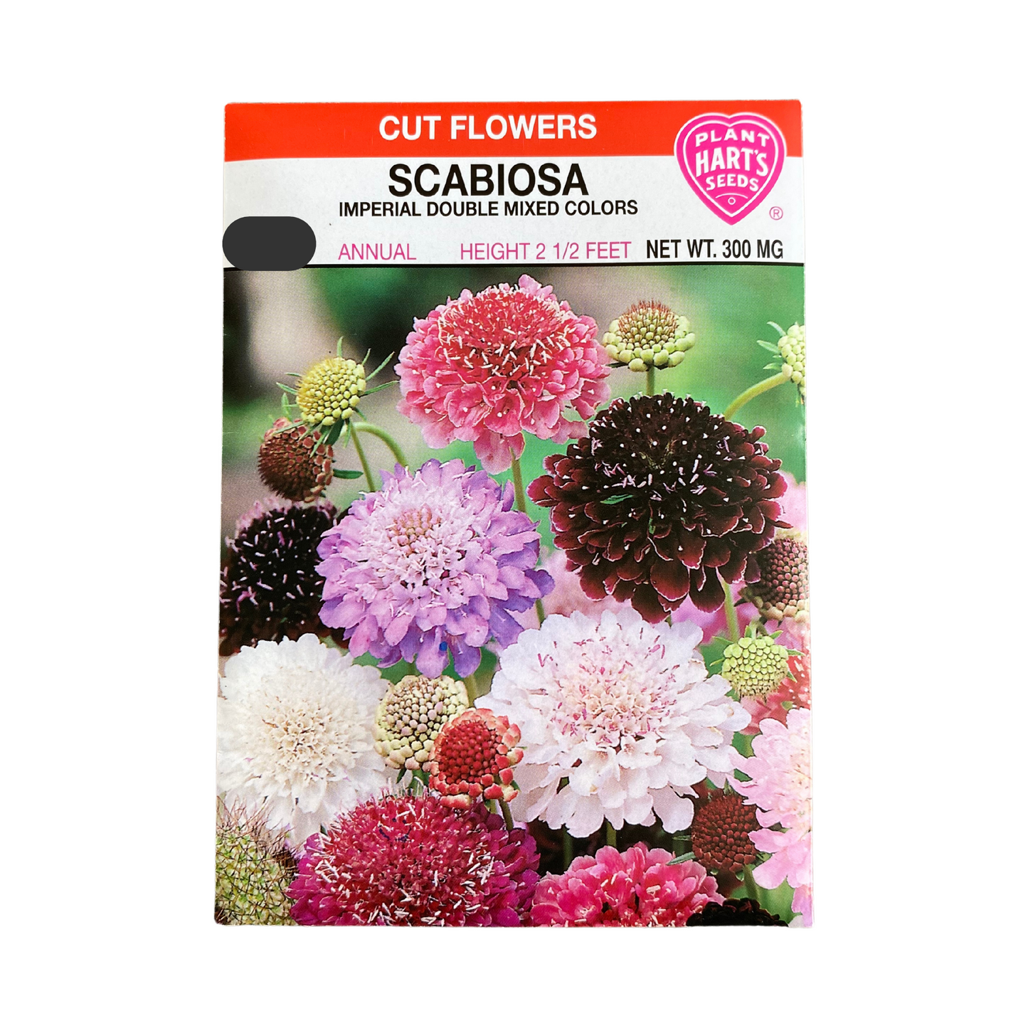 Scabiosa Imperial Mix