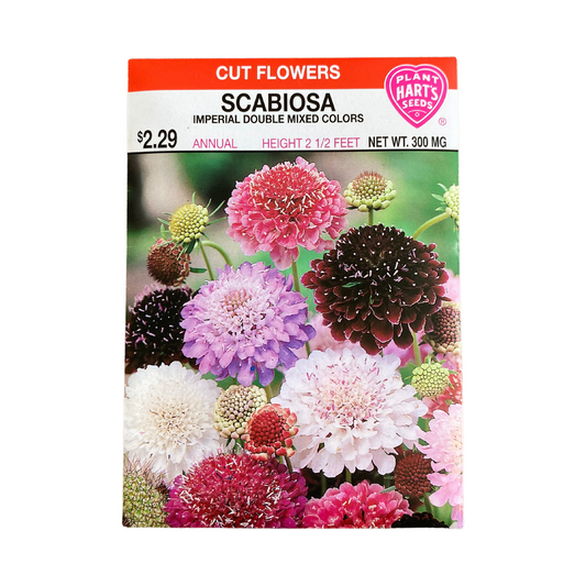 Scabiosa Imperial Mix