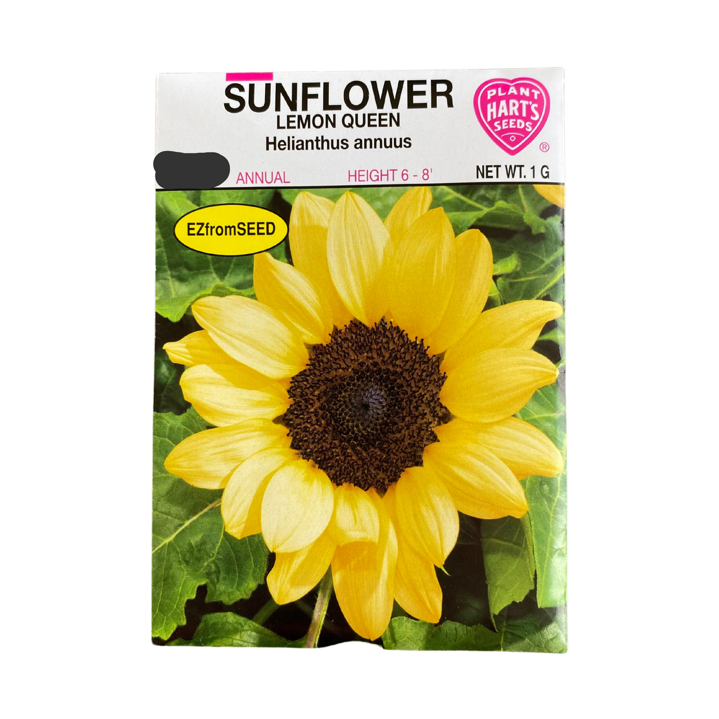 Sunflower Lemon Queen