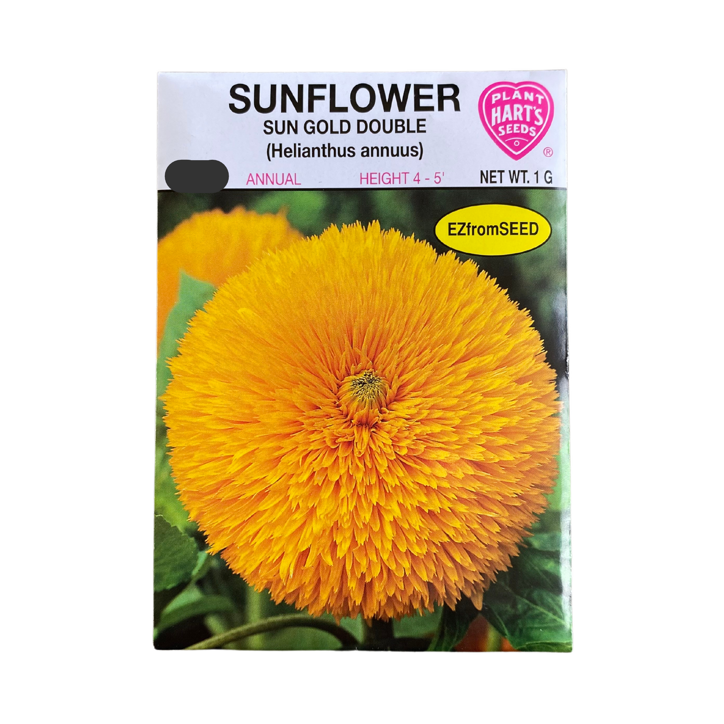 Sunflower Sun Gold