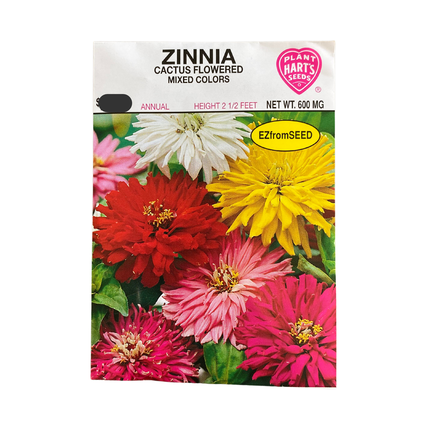 Zinnia Cactus Flowered