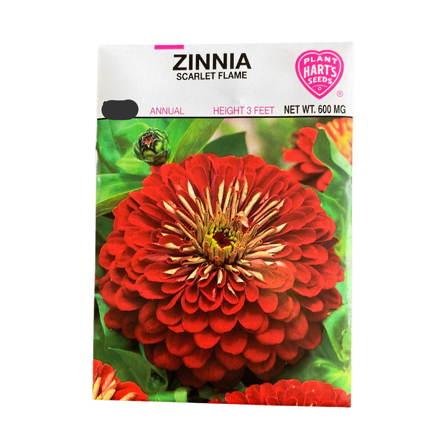 Zinnia Scarlet Flame