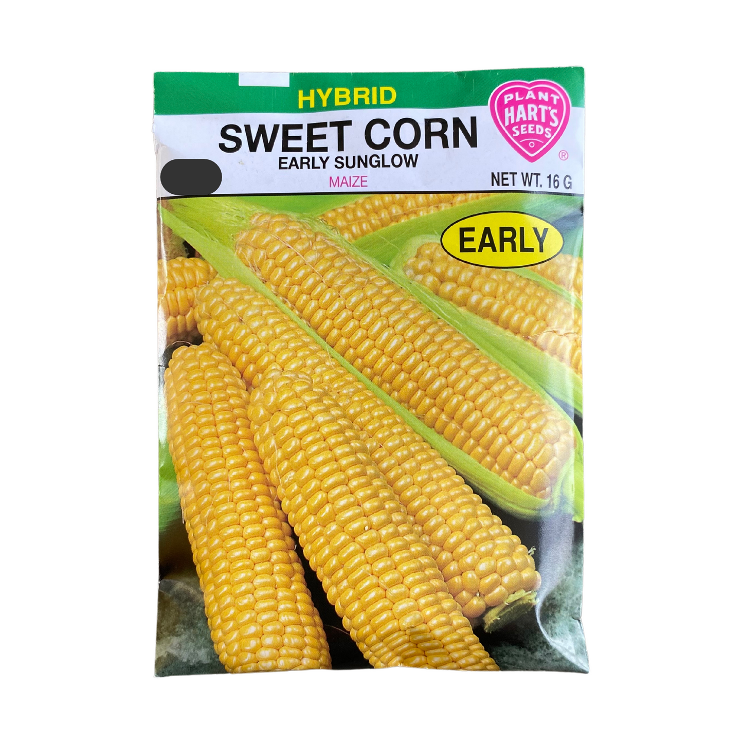 Corn Early Sunglow Yellow