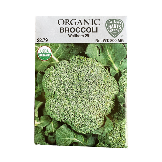 Organic Broccoli Waltham 29