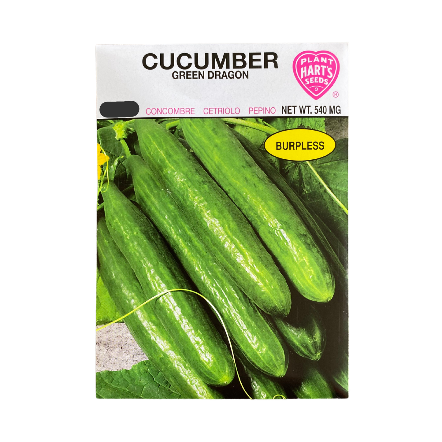 Cucumber Green Dragon
