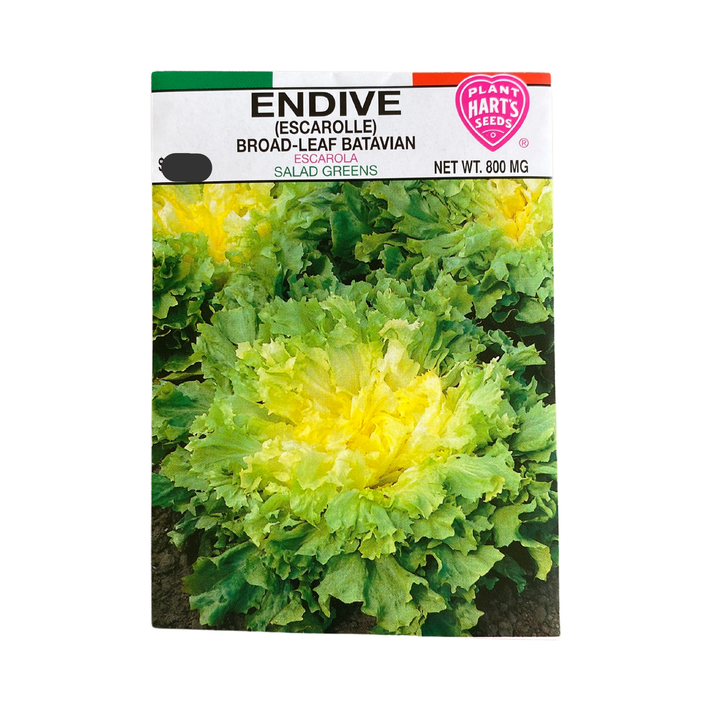 Endive Broadleaf (Escarolle)