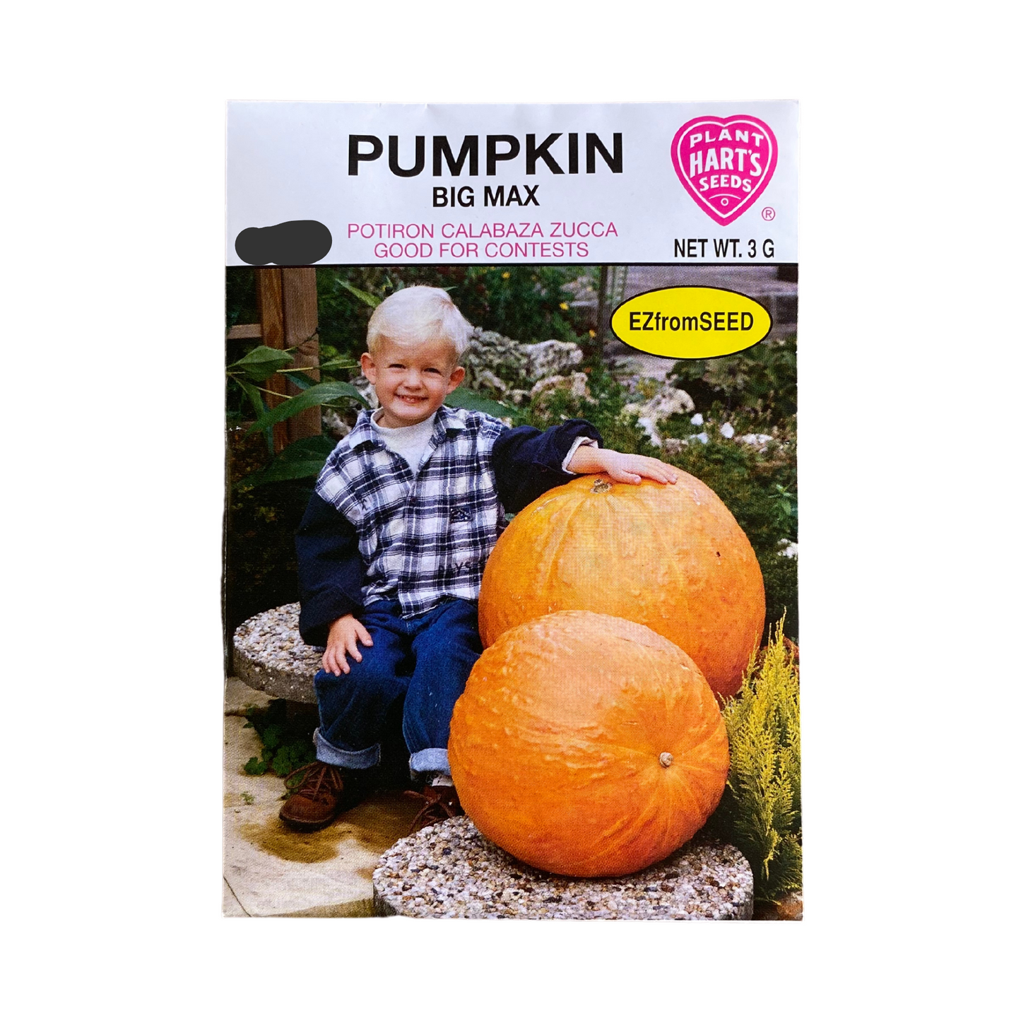 Pumpkin Big Max