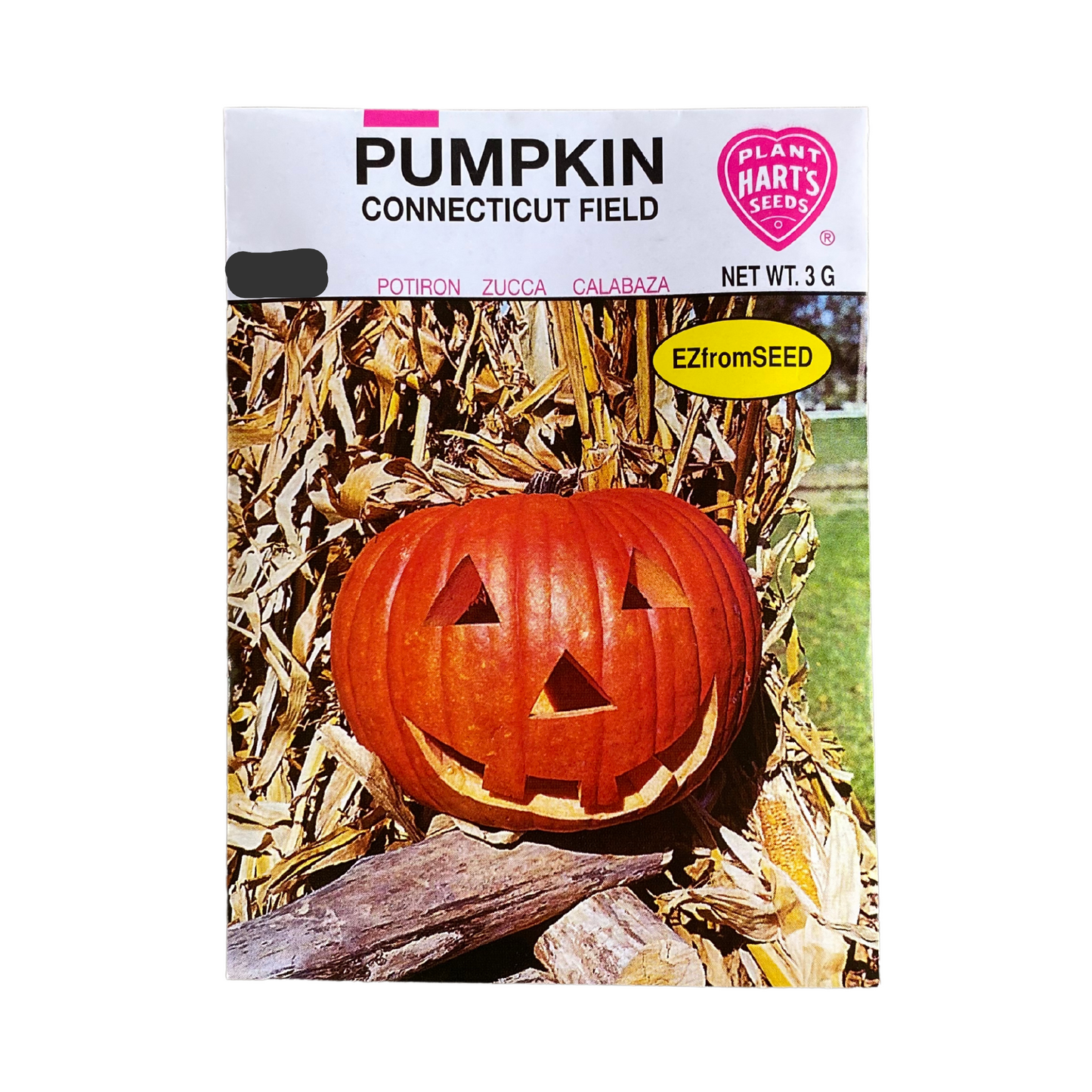 Pumpkin Connecticut Field