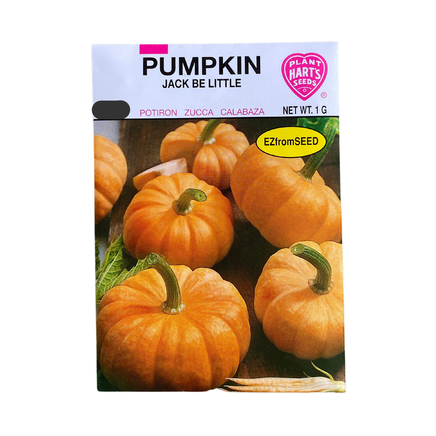 Pumpkin Jack Be Little