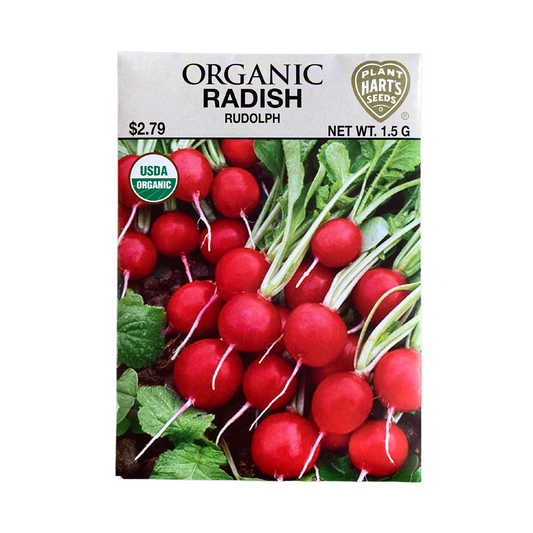 Organic Radish Rudolph
