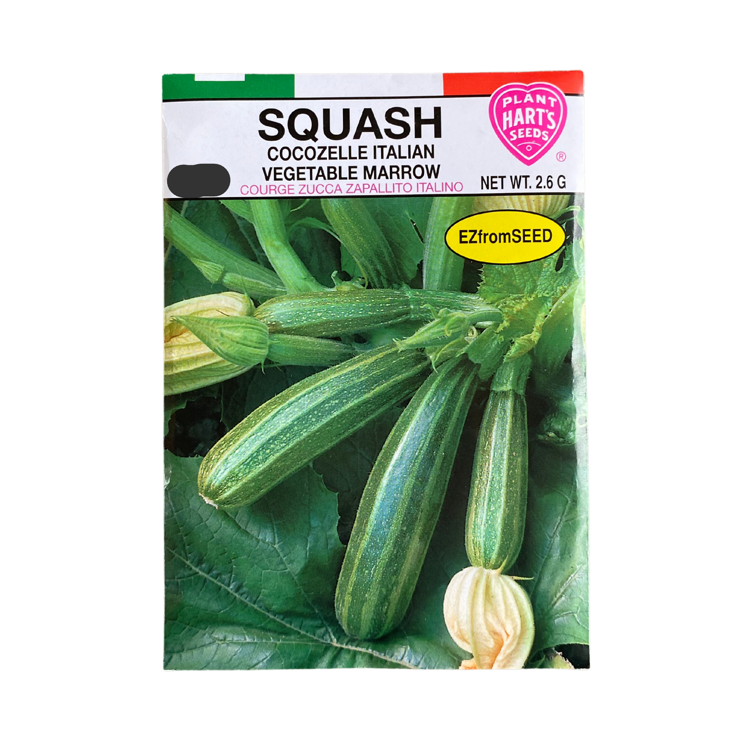 Squash Cocozelle