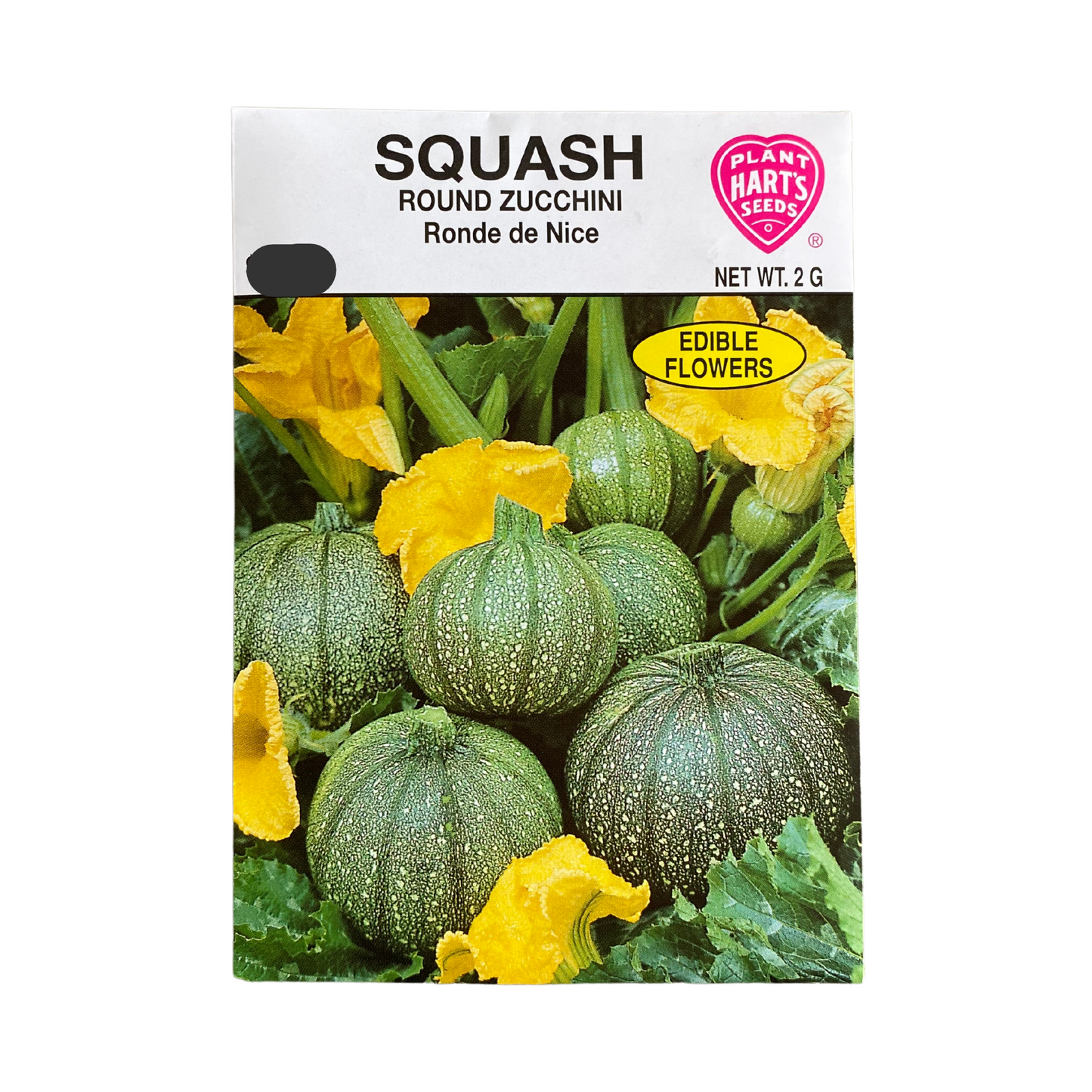 Squash Round Zucchini